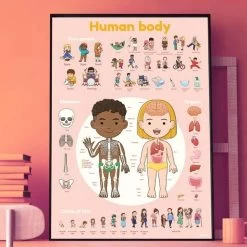 Poster Pédagogique Et Stickers : Le Corps Humain